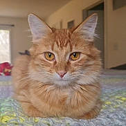 Kasper joined the competition — help win amazing prizes! cat, orange_tabby, fluffy, pet, indoor, knitted_blanket, close_up, feline, cute, animal, whiskers, ears, eyes, fur, resting, cozy, home, domestic_cat, portrait, relaxed