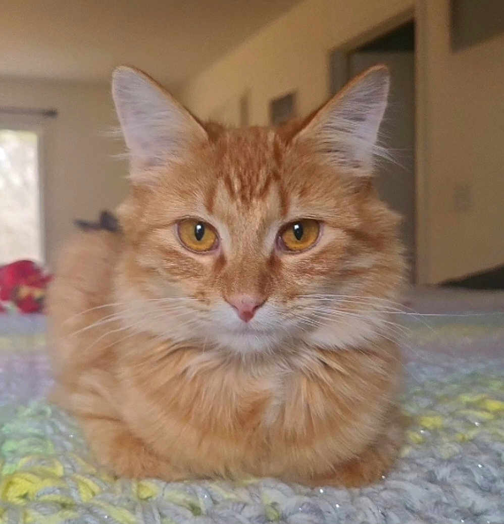 Kasper joined the competition — help win amazing prizes! cat, orange_tabby, fluffy, pet, indoor, knitted_blanket, close_up, feline, cute, animal, whiskers, ears, eyes, fur, resting, cozy, home, domestic_cat, portrait, relaxed