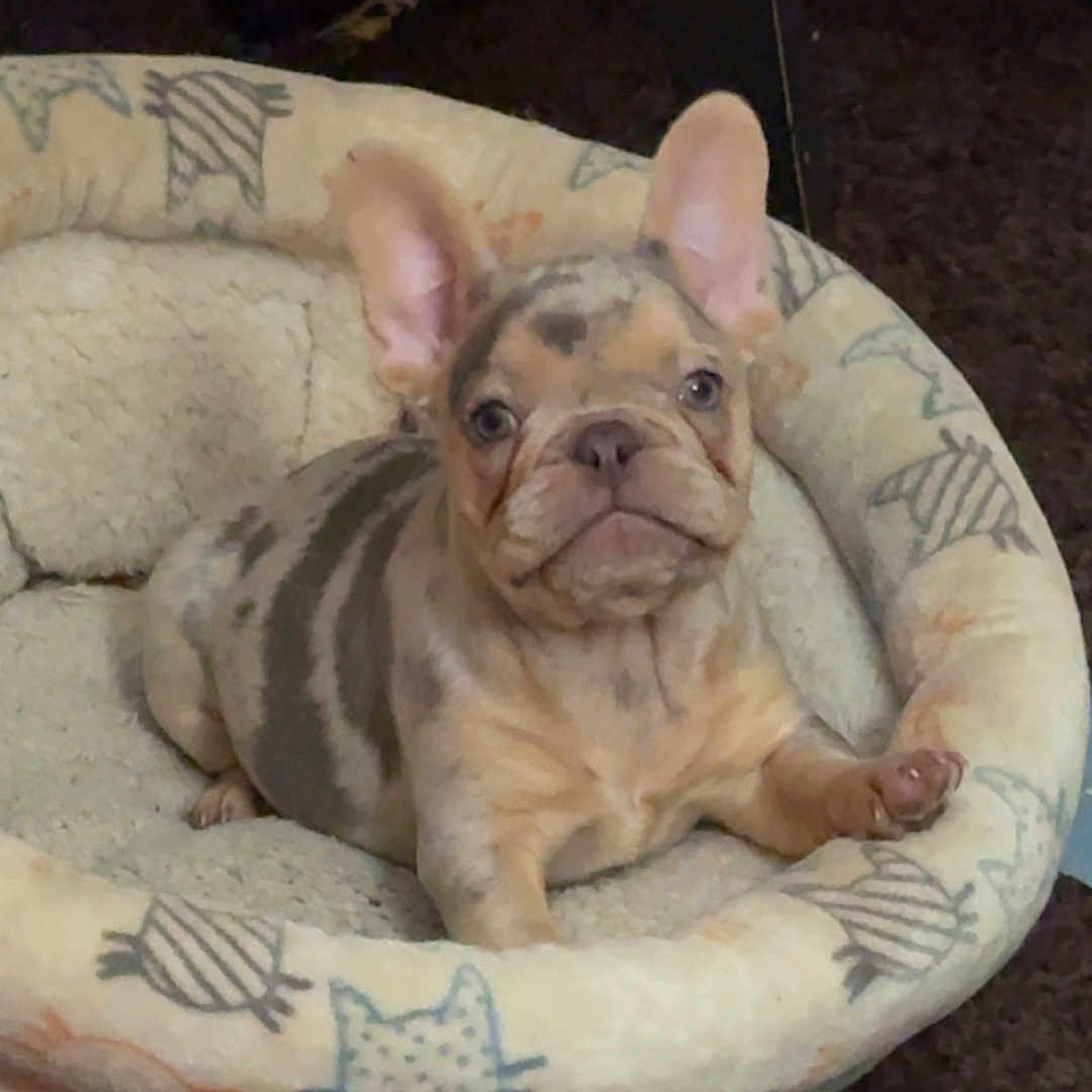 Hattie is registered to the contest to win money with this photo: animal, bulldog, canine, couch, dog, dogbed, frenchbulldog, furniture, person, pet, pitbull, pug, puppy, skin, sleeping, tattoo