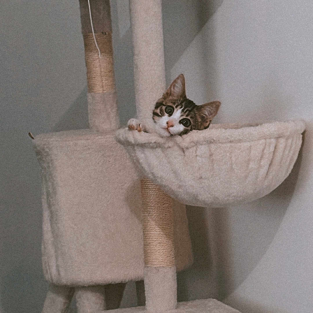 Abby a rejoint le concours — aidez-le/la à gagner de superbes lots ! animal, beige, cat, cat_tree, cozy, curious, cute, ears, furniture, home, indoor, paws, pet, playful, resting, sitting, soft, tabby, wall, whiskers