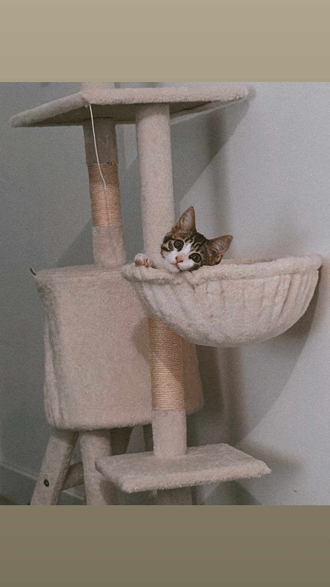 Abby a rejoint le concours — aidez-le/la à gagner de superbes lots ! cat, tabby, cat_tree, pet, indoor, furniture, cozy, curious, animal, cute, whiskers, ears, paws, resting, playful, home, sitting, soft, beige, wall