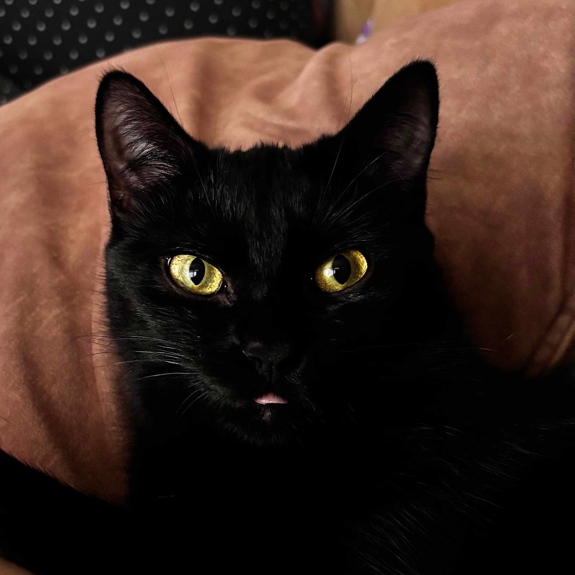 Izïa