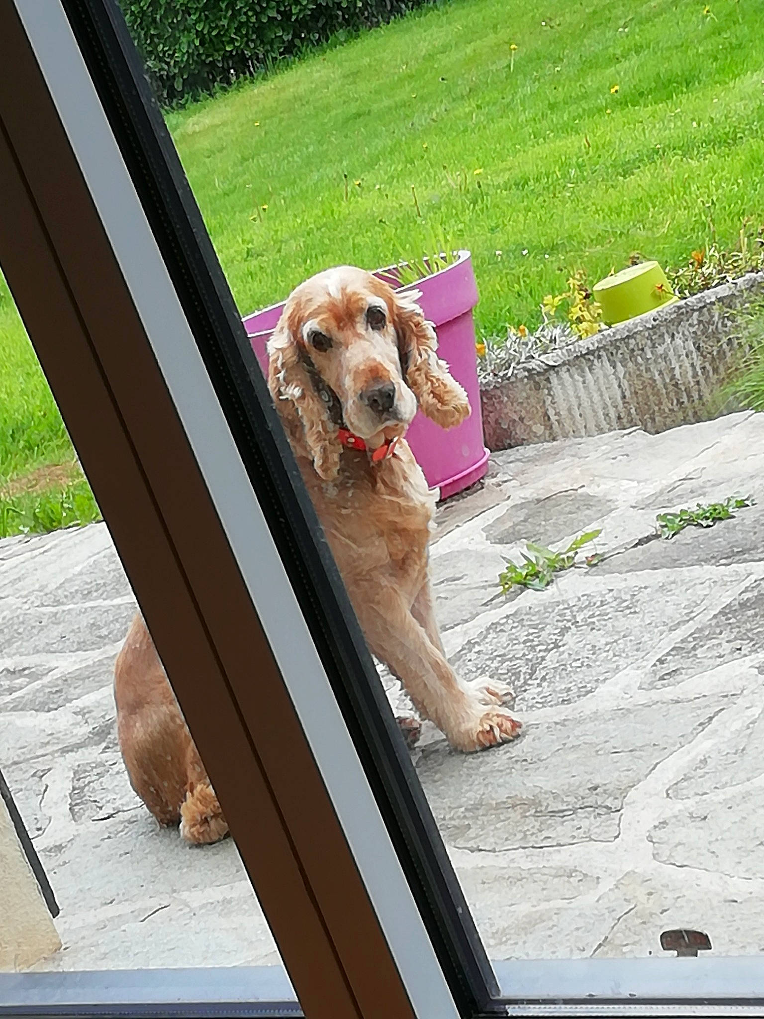 Domino participe au concours pour gagner de l'argent avec cette photo : american_cocker_spaniel, canidae, carnivore, cocker_spaniel, companion_dog, dog, dog_breed, english_cocker_spaniel, fawn, sporting_group