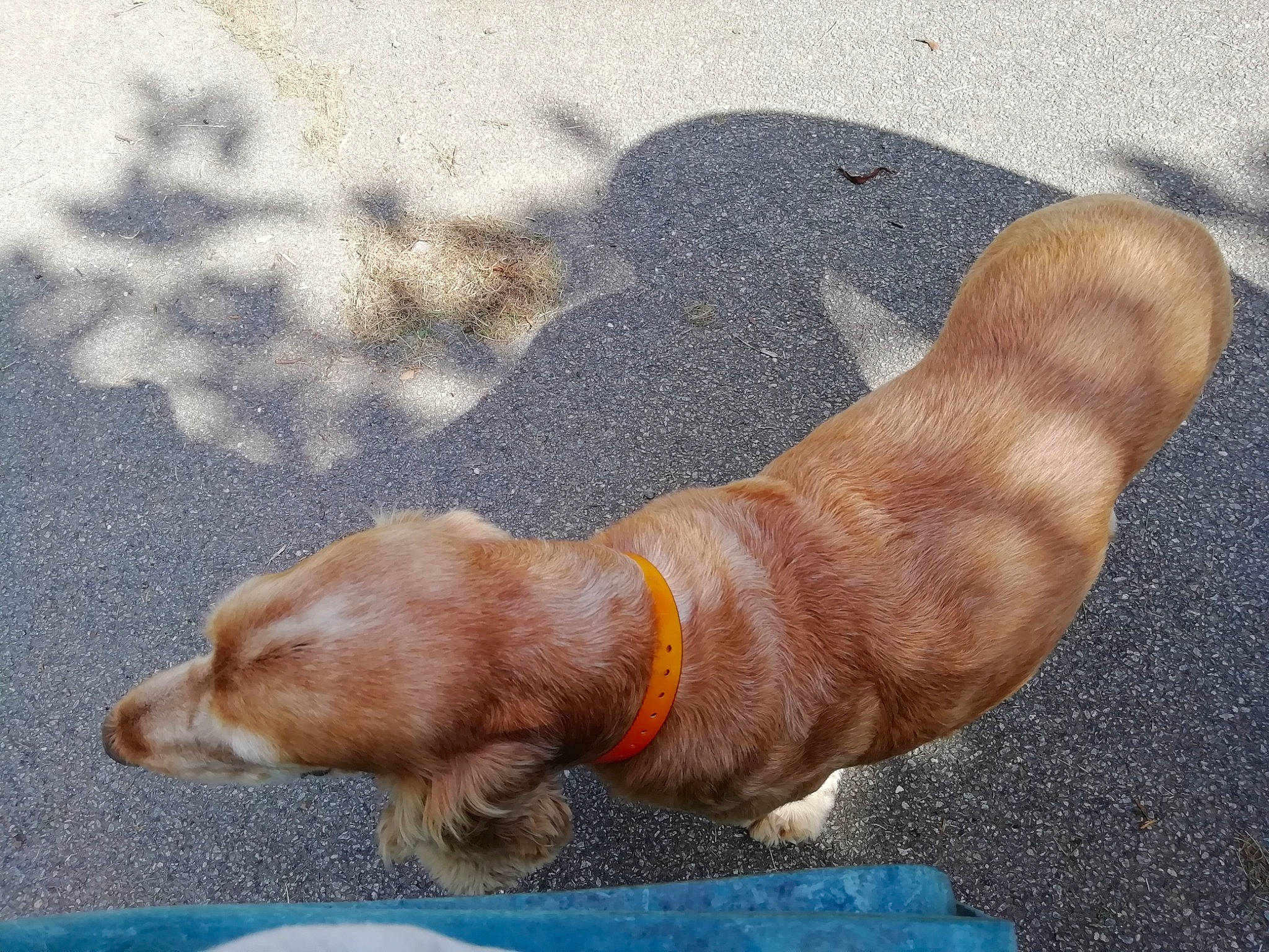 Domino a rejoint le concours — aidez-le/la à gagner de superbes lots ! canidae, carnivore, companion_dog, dachshund, dog, dog_breed, fawn, puppy, snout, sporting_group, tail