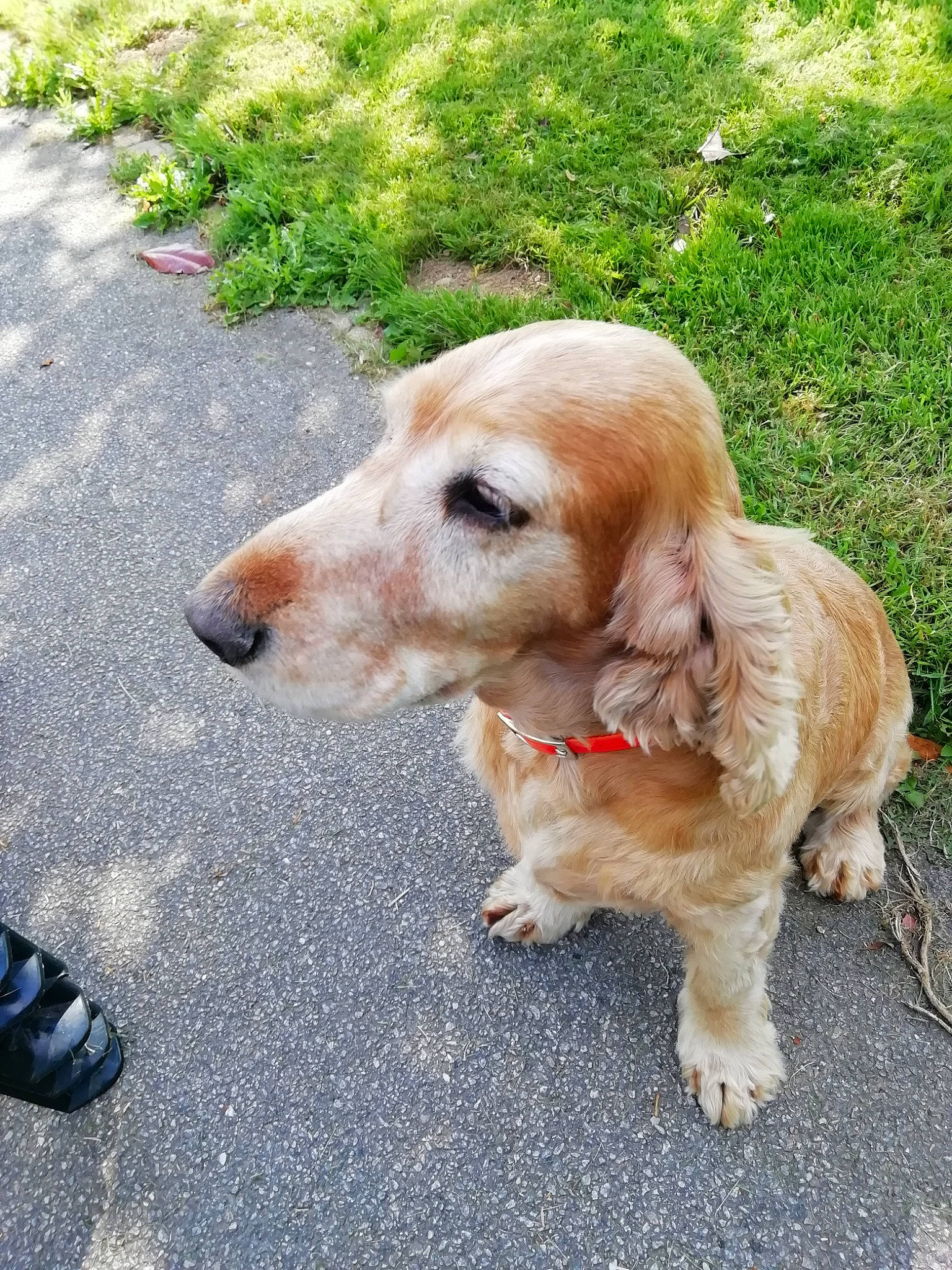 Domino participe au concours pour gagner de l'argent avec cette photo : american_cocker_spaniel, canidae, carnivore, cocker_spaniel, companion_dog, dog, dog_breed, english_cocker_spaniel, fawn, golden_retriever, mammal, rare_breed_dog, retriever, snout, sporting_group, vertebrate