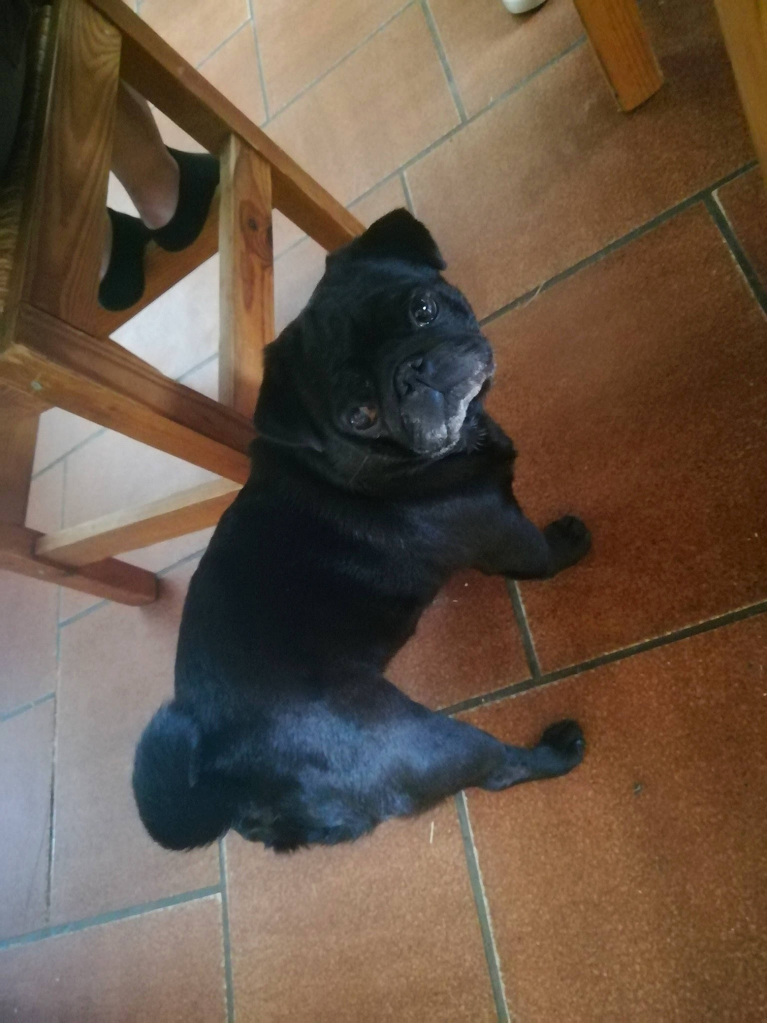 Cochon a rejoint le concours — aidez-le/la à gagner de superbes lots ! borador, canidae, carnivore, dog, dog_breed, fawn, floor, labrador_retriever, non_sporting_group, puppy, snout, sporting_group, tail