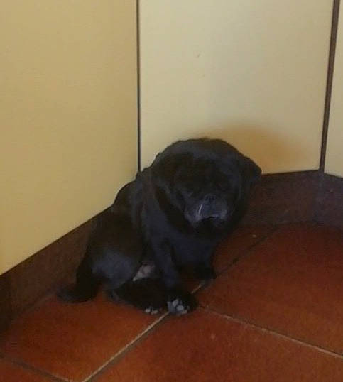 Cochon participe au concours pour gagner de l'argent avec cette photo : black_cat, canidae, carnivore, cat, dog_breed, felidae, floor, flooring, hardwood, labrador_retriever, puppy, small_to_medium_sized_cats, snout, sporting_group, tile, wood