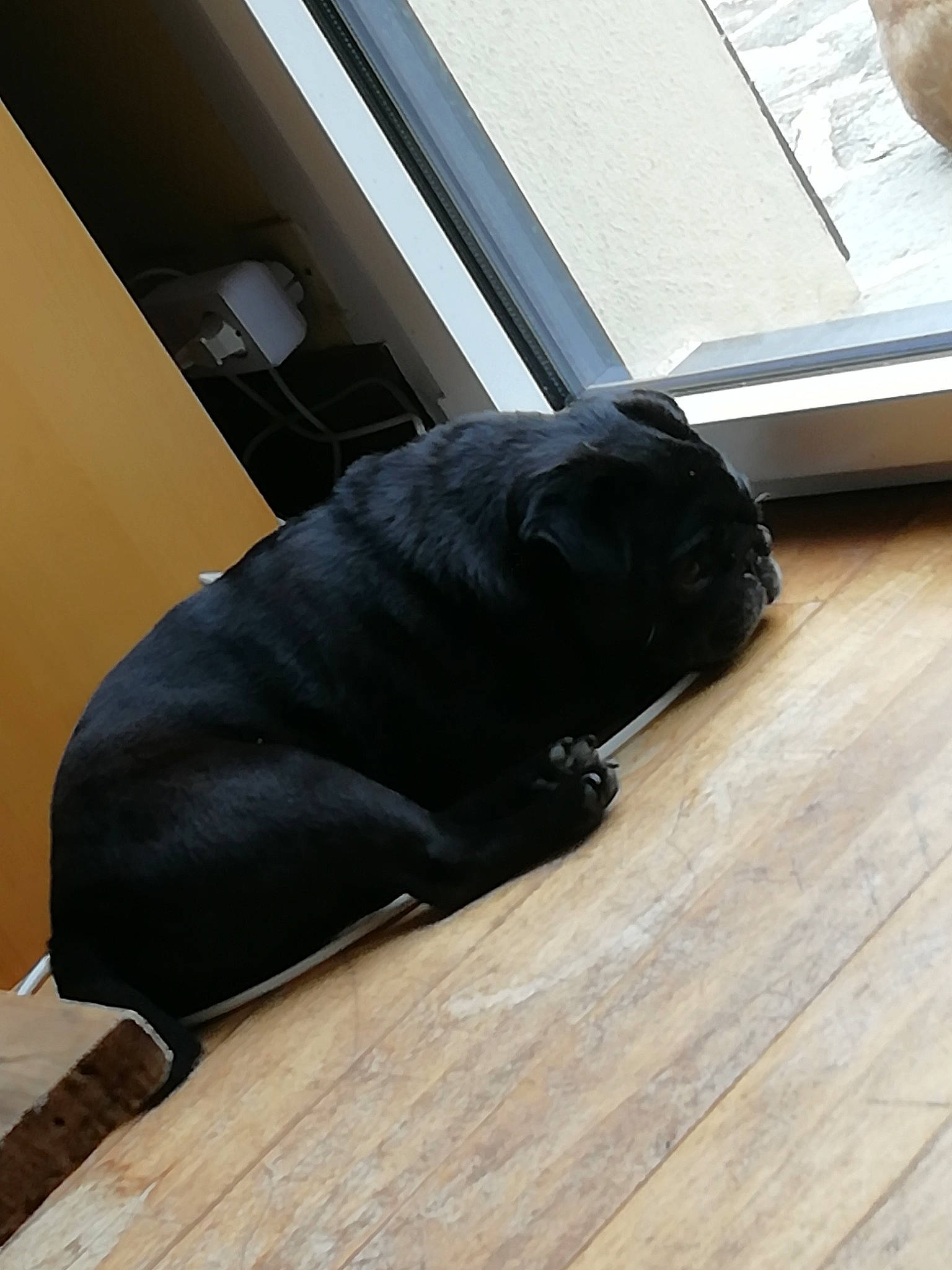 Cochon a rejoint le concours — aidez-le/la à gagner de superbes lots ! black, canidae, fawn, floor, flooring, hardwood, laminate_flooring, sporting_group, wood, wood_flooring