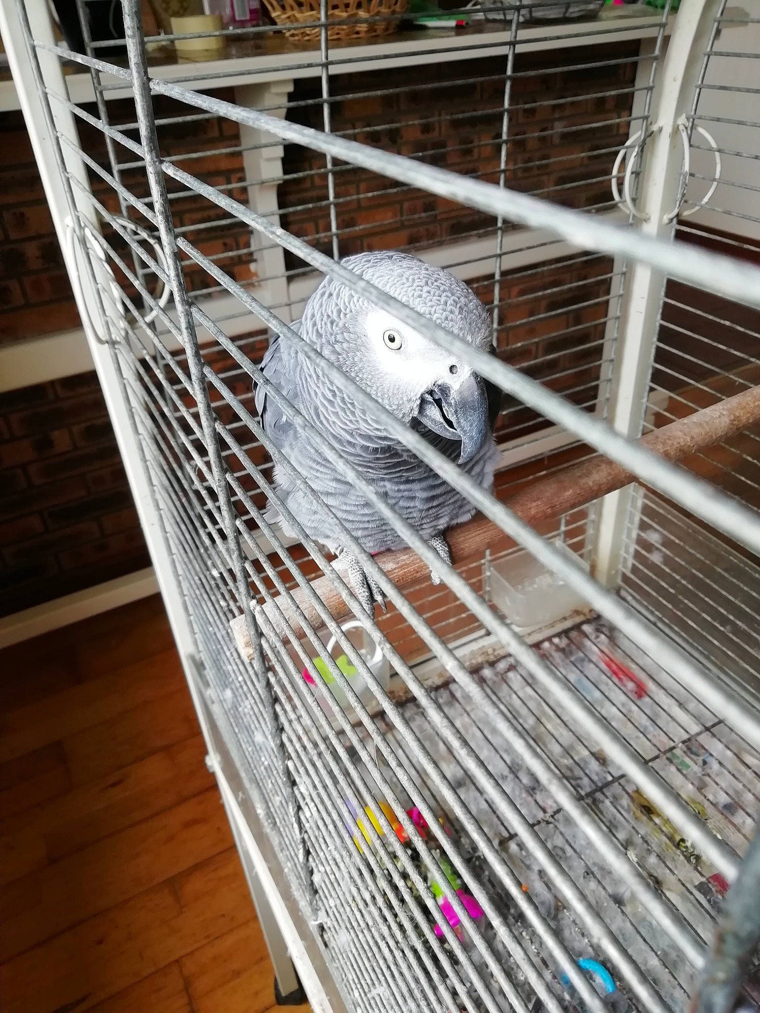 Pépite a rejoint le concours — aidez-le/la à gagner de superbes lots ! budgie, cage, parakeet