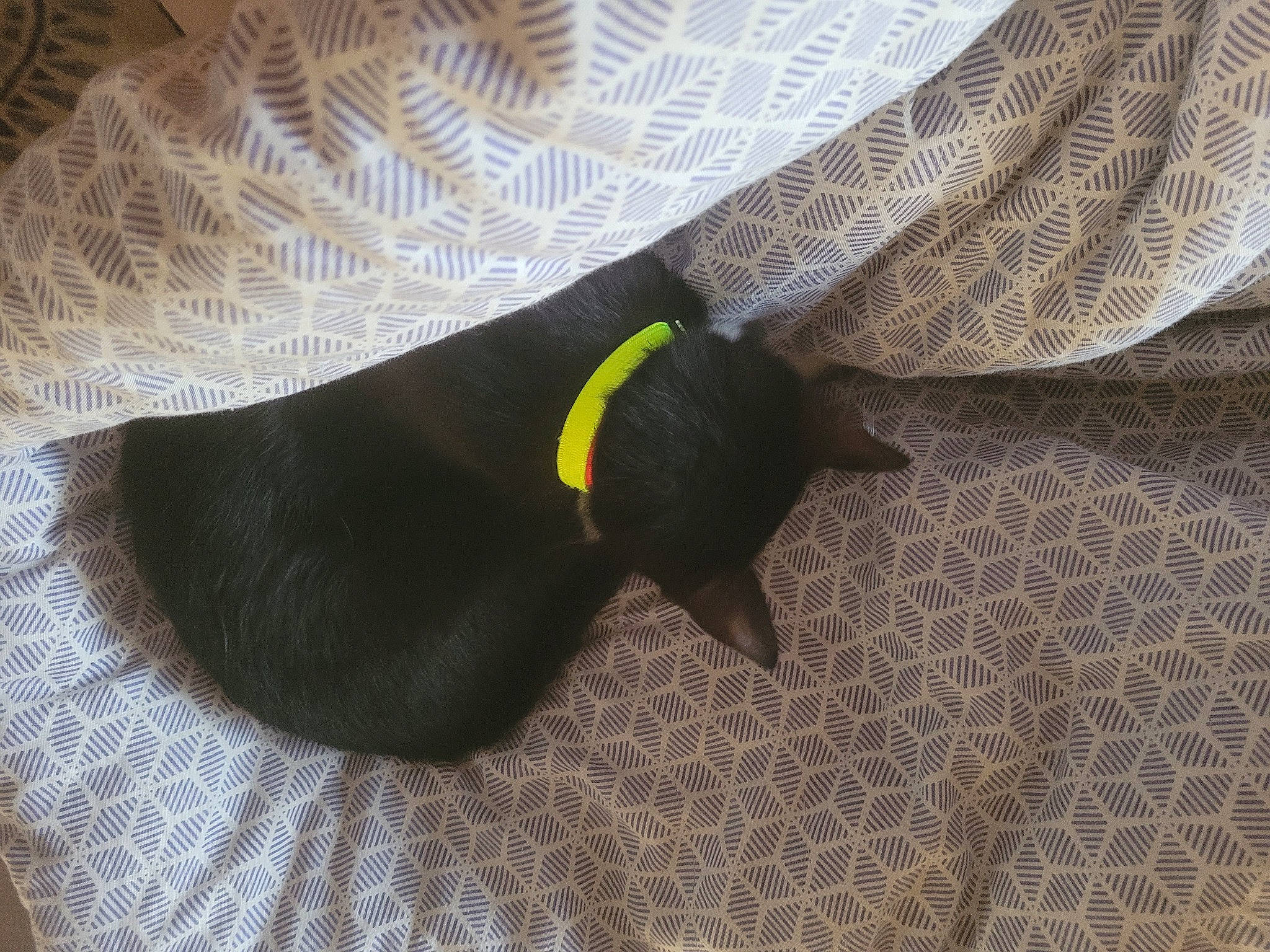 Tichouchon a rejoint le concours — aidez-le/la à gagner de superbes lots ! brown, canidae, carnivore, collar, comfort, companion_dog, dog, dog_breed, dog_supply, flooring, fur, grey, linens, pattern, pet_supply, sporting_group, tail, terrestrial_animal, tints_and_shades, working_animal