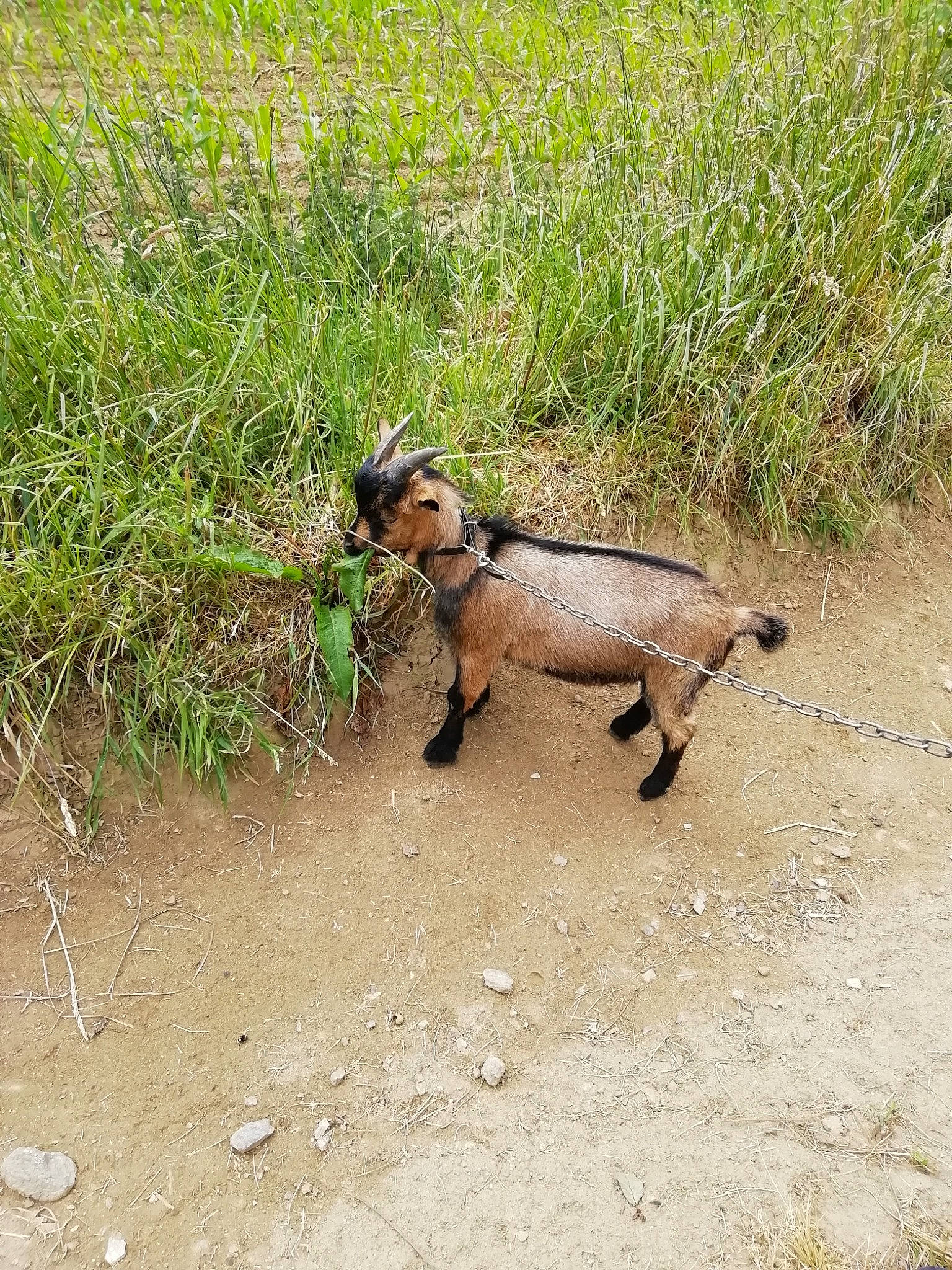 Ruby participe au concours pour gagner de l'argent avec cette photo : canidae, dachshund, dog_breed, fawn, goat, goats, grass, soil, wildlife, working_animal