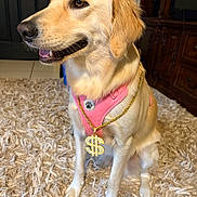 Luna is registered to the contest to win money with this photo: dog, golden_retriever, pink_harness, chain, dollar_sign, sitting, carpet, indoor, pet, canine, fur, friendly, happy, animal, mammal, domestic, cute, portrait, golden_fur, accessory