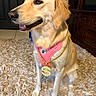 dog, golden_retriever, pink_harness, chain, dollar_sign, sitting, carpet, indoor, pet, canine, fur, friendly, happy, animal, mammal, domestic, cute, portrait, golden_fur, accessory