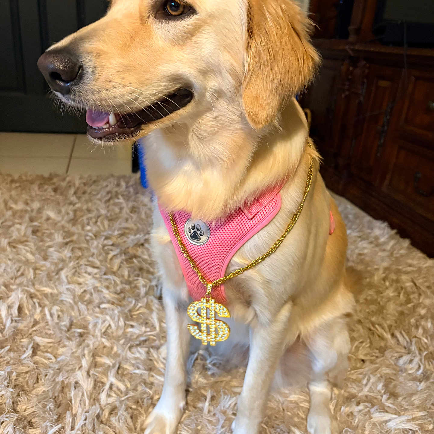 Luna is registered to the contest to win money with this photo: dog, golden_retriever, pink_harness, chain, dollar_sign, sitting, carpet, indoor, pet, canine, fur, friendly, happy, animal, mammal, domestic, cute, portrait, golden_fur, accessory