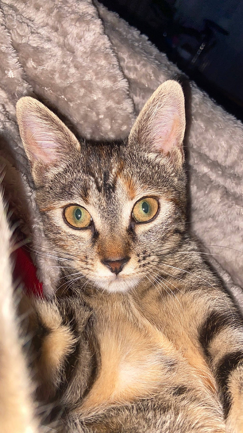 Olympe participe au concours pour gagner de l'argent avec cette photo : art, carnivore, cat, claw, domestic_short_haired_cat, eye, fawn, felidae, fur, illustration, painting, paw, small_to_medium_sized_cats, snout, terrestrial_animal, whiskers, wildlife, window