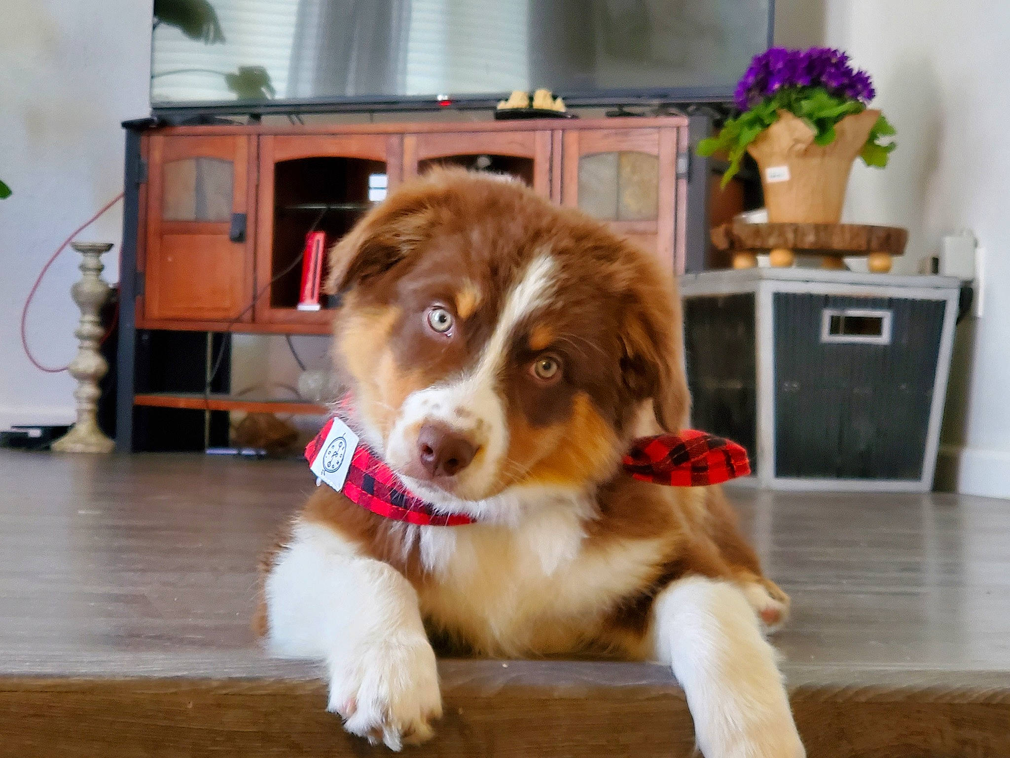 Kuma joined the competition — help win amazing prizes! carnivore, companion_dog, dog, dog_breed, door, floor, flooring, flower, fur, gun_dog, hardwood, herding_dog, houseplant, liver, moscow_watchdog, plant, sporting_group, varnish, wood, working_animal