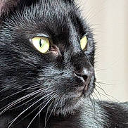 Marius participe au concours pour gagner de l'argent avec cette photo : alert, animal, black_cat, calm, cat_face, close_up, curious, cute, domestic_cat, feline, fur_texture, indoor, looking_away, mammal, pet, portrait, side_view, soft_light, whiskers, yellow_eyes