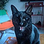 animal, black_cat, blurred_background, carpet, cat, chair, cozy, ears, feline, floor, fur, home, indoor, living_room, mouth_open, pet, plant, shelf, teeth, whiskers