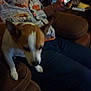 animal, beard, brown, casual, chair, clothing, dark, dog, furniture, hand, home, indoor, leather, orange, patterned_shirt, person, pet, relaxed, sitting, white