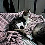 Deeno is registered to the contest to win money with this photo: cat, tabby_cat, blanket, bed, indoor, furniture, pet, tail, white, pink, texture, relaxing, animal, domestic_animal, sleepy, comfort, fur, resting, home, cozy