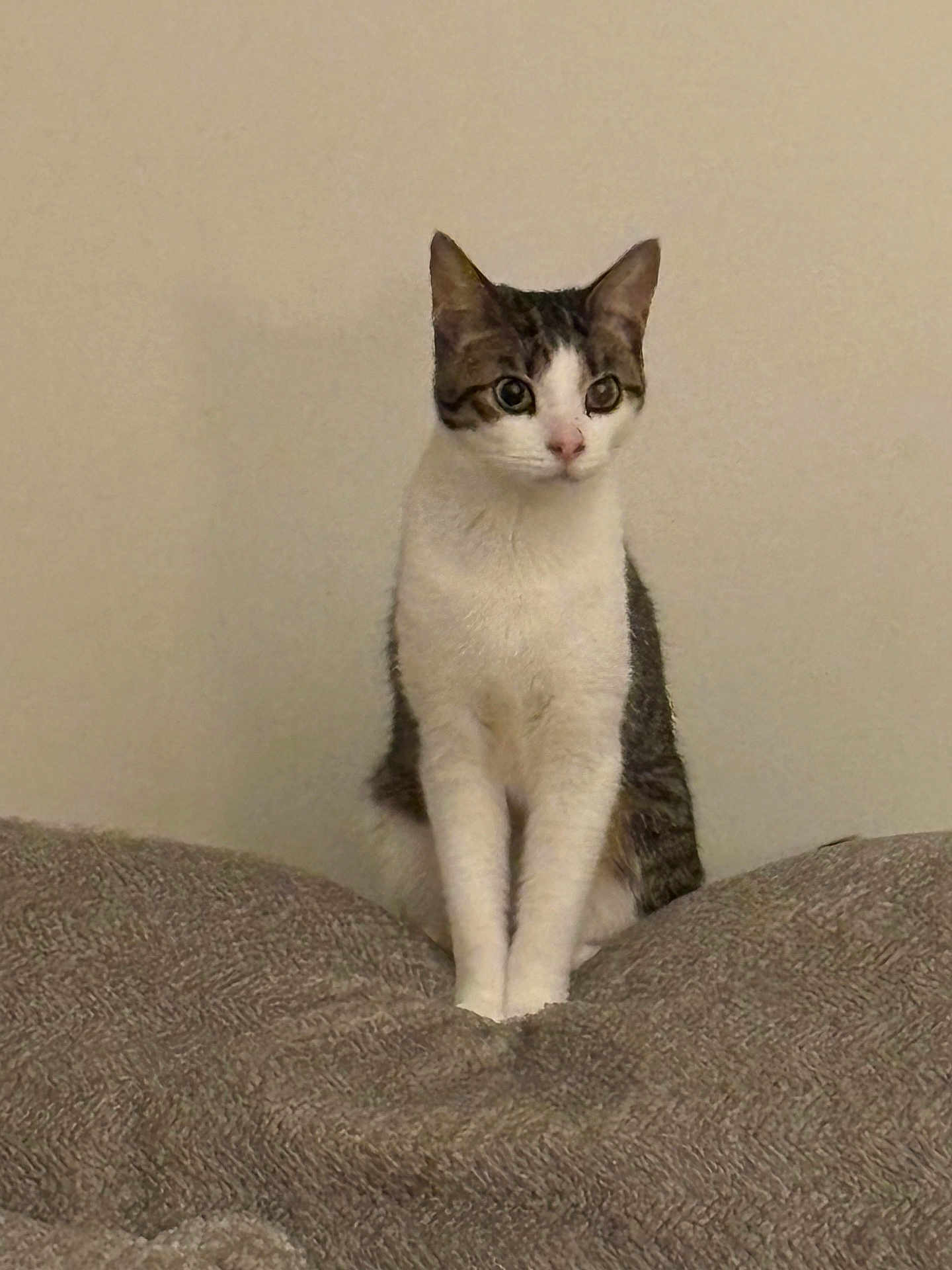 Deeno joined the competition — help win amazing prizes! cat, tabby, white, pet, animal, feline, sitting, indoor, blanket, fur, cute, whiskers, ears, paws, resting, looking, calm, cozy, domestic, wall