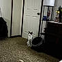 Deeno joined the competition — help win amazing prizes! cat, carpet, door, lamp, dresser, fan, plush_toy, indoor, furniture, flower, vase, curious, pet, home, room, floor, decor, quiet, sitting, brown