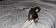 Deeno is registered to the contest to win money with this photo: cat, bed, white_comforter, stretching, indoor, feline, pet, fur, whiskers, legs, pillow, blanket, relaxing, domestic_animal, home, carpet, night, flash, eyes_glowing, curled_tail