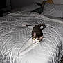cat, bed, white_comforter, stretching, indoor, feline, pet, fur, whiskers, legs, pillow, blanket, relaxing, domestic_animal, home, carpet, night, flash, eyes_glowing, curled_tail