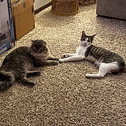Deeno is registered to the contest to win money with this photo: cat, carpet, indoor, feline, wicker_table, cardboard_box, pet, animal, resting, cute, tabby_cat, long_hair_cat, floor, friendship, pair, relaxed, home, living_room, cozy, paws