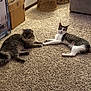 cat, carpet, indoor, feline, wicker_table, cardboard_box, pet, animal, resting, cute, tabby_cat, long_hair_cat, floor, friendship, pair, relaxed, home, living_room, cozy, paws