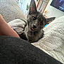 Kylo joined the competition — help win amazing prizes! cat, kitten, gray_cat, tongue_out, blanket, couch, indoor, cozy, furniture, television, plant, home, relaxing, cute, pet, animal, furry, curious, snuggled, resting