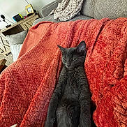 Kylo joined the competition — help win amazing prizes! cat, gray_cat, blanket, orange_blanket, couch, indoor, furniture, relaxed, pet, animal, cozy, living_room, texture, fur, home, resting, cute, sleepy, comfort, domestic