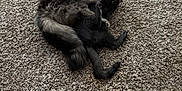 Kylo joined the competition — help win amazing prizes! cat, kitten, playful, wrestling, carpet, tabby_cat, black_cat, pets, fur, whiskers, tail, indoor, animals, cute, companions, resting, feline, curious, alert, soft