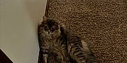 Theo is registered to the contest to win money with this photo: cat, fluffy, carpet, indoor, relaxed, pet, animal, brown, furniture, plant, decor, wall, corner, home, portrait, resting, long_tail, leisure, cozy, feline