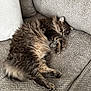 Theo joined the competition — help win amazing prizes! cat, fluffy, relaxed, couch, beige, pet, animal, furniture, cozy, indoor, sleepy, paws, fur, resting, cute, domestic, living_room, curled_up, soft, comfort