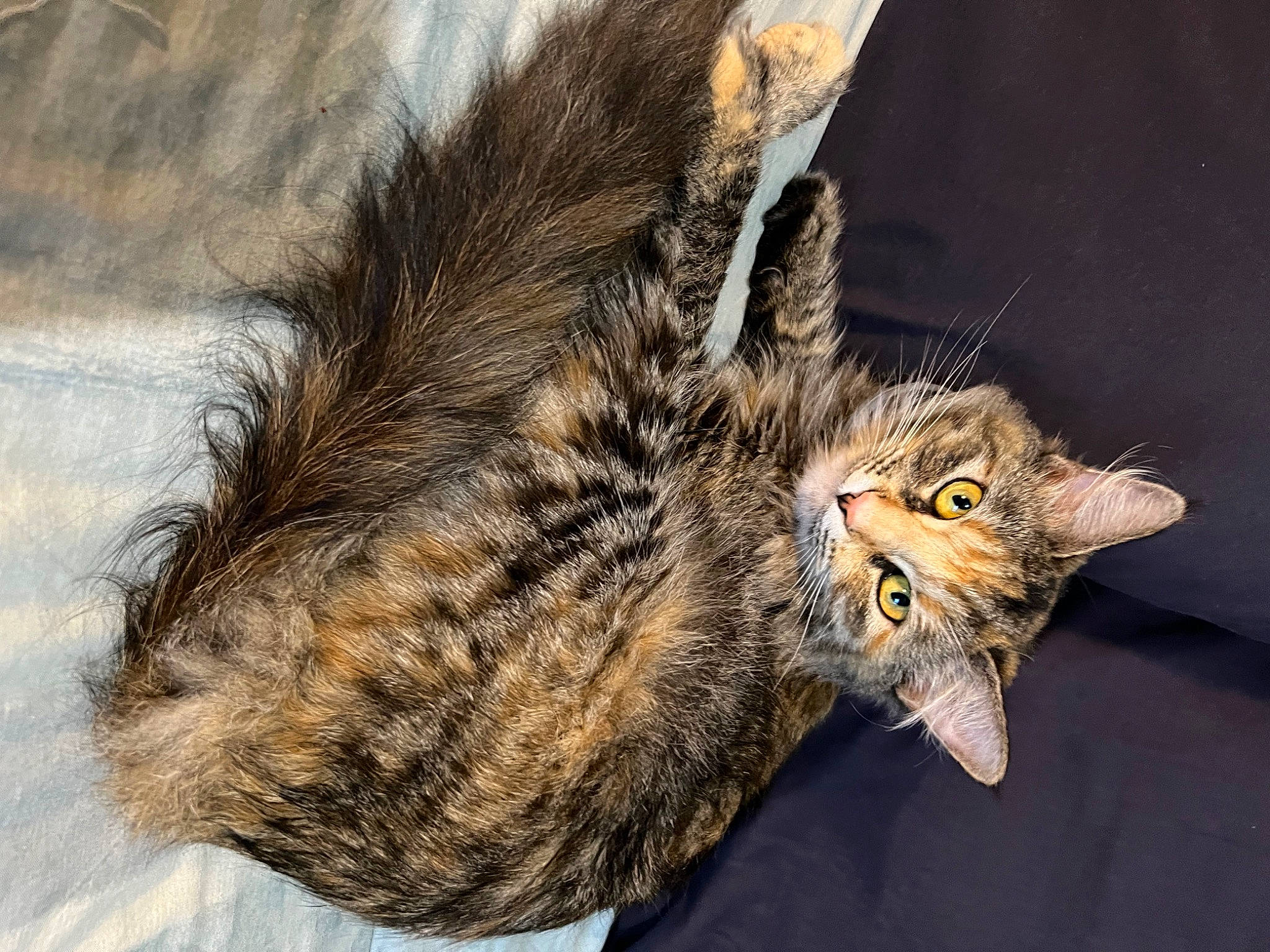 Miko is registered to the contest to win money with this photo: carnivore, cat, domestic_short_haired_cat, felidae, fur, paw, small_to_medium_sized_cats, snout, tail, terrestrial_animal, whiskers