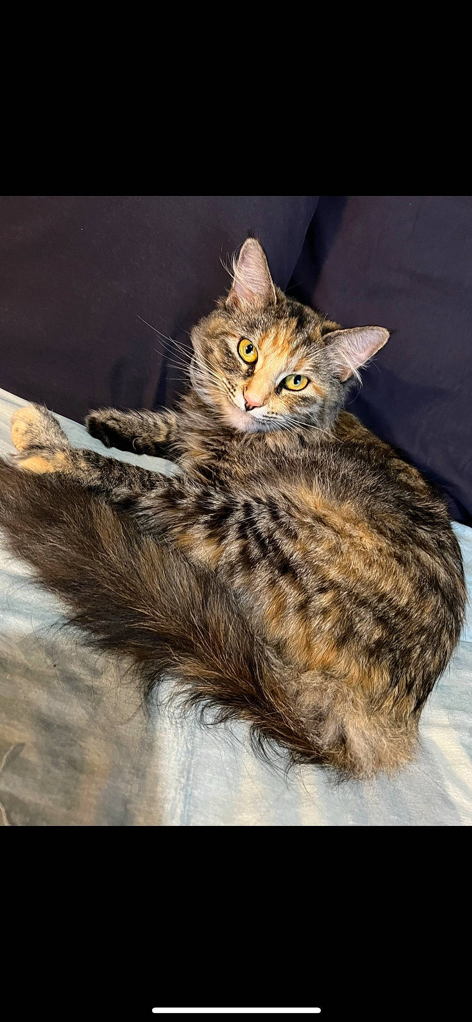 Miko is registered to the contest to win money with this photo: carnivore, cat, claw, domestic_short_haired_cat, eye, felidae, fur, laperm, paw, rectangle, small_to_medium_sized_cats, snout, tail, terrestrial_animal, whiskers, wildlife