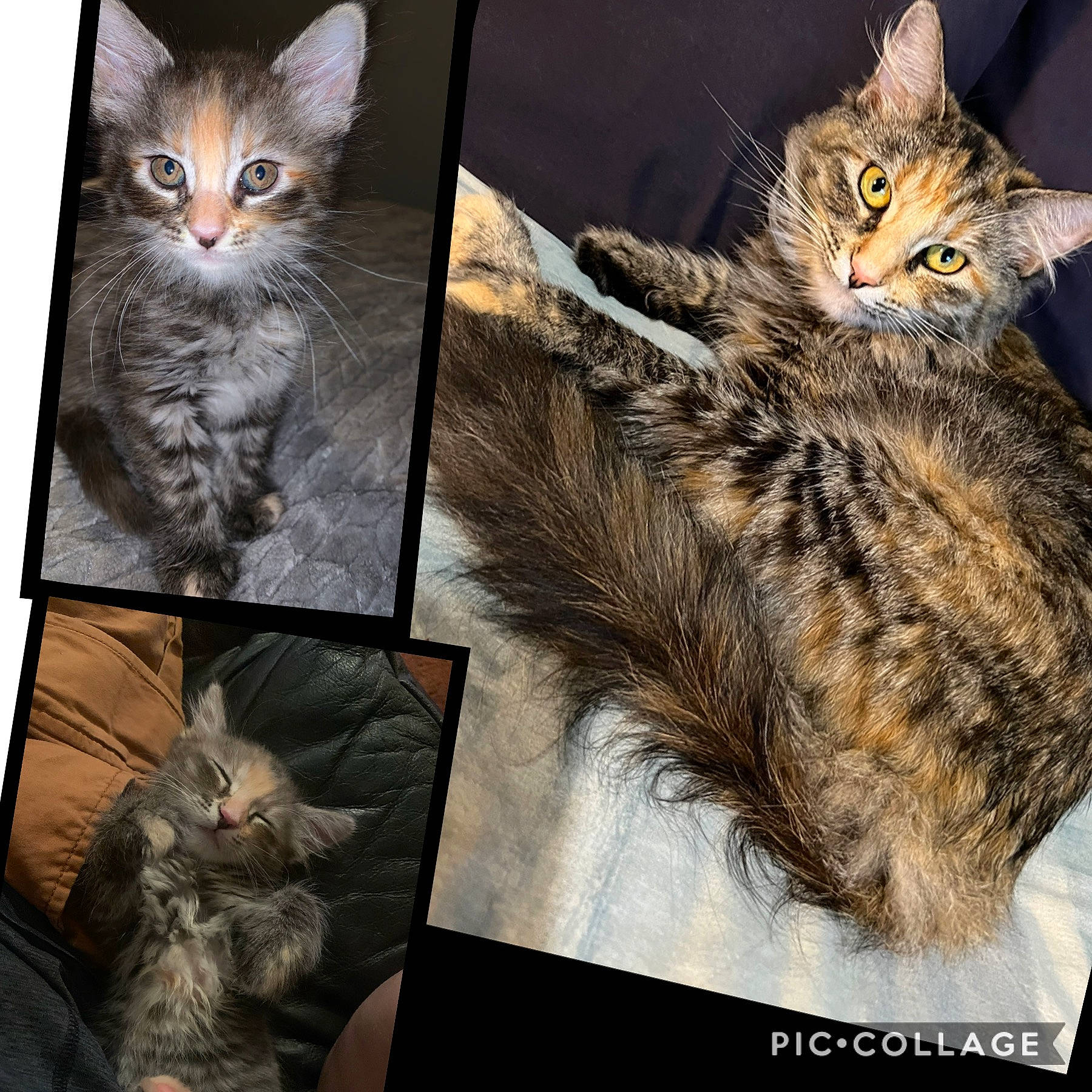 Miko is registered to the contest to win money with this photo: art, carnivore, cat, claw, collage, domestic_short_haired_cat, felidae, fur, iris, organism, paw, photo_caption, rectangle, small_to_medium_sized_cats, snout, tail, visual_arts, whiskers, wildlife