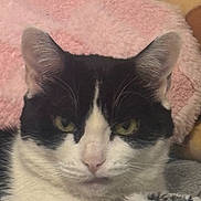 Kitty is registered to the contest to win money with this photo: animal, black_and_white, blanket, cat, close_up, cozy, ears, eyes, feline, fur, indoors, nose, pet, photography, pink_nose, portrait, relaxed, resting, serious, whiskers