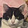 Kitty