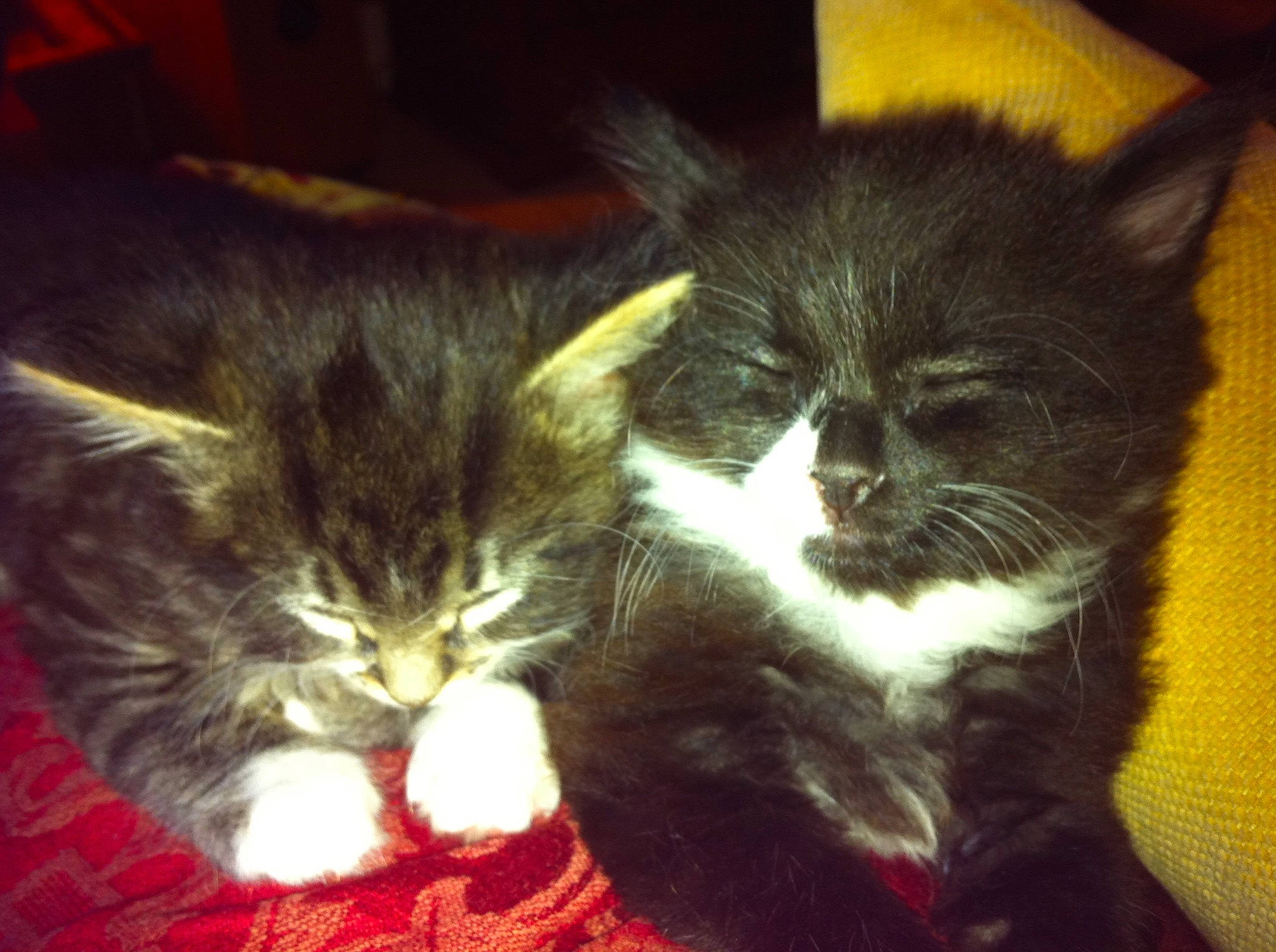 Princesse participe au concours pour gagner de l'argent avec cette photo : carnivore, cat, cat_supply, claw, comfort, domestic_short_haired_cat, felidae, fur, paw, small_to_medium_sized_cats, snout, tail, whiskers