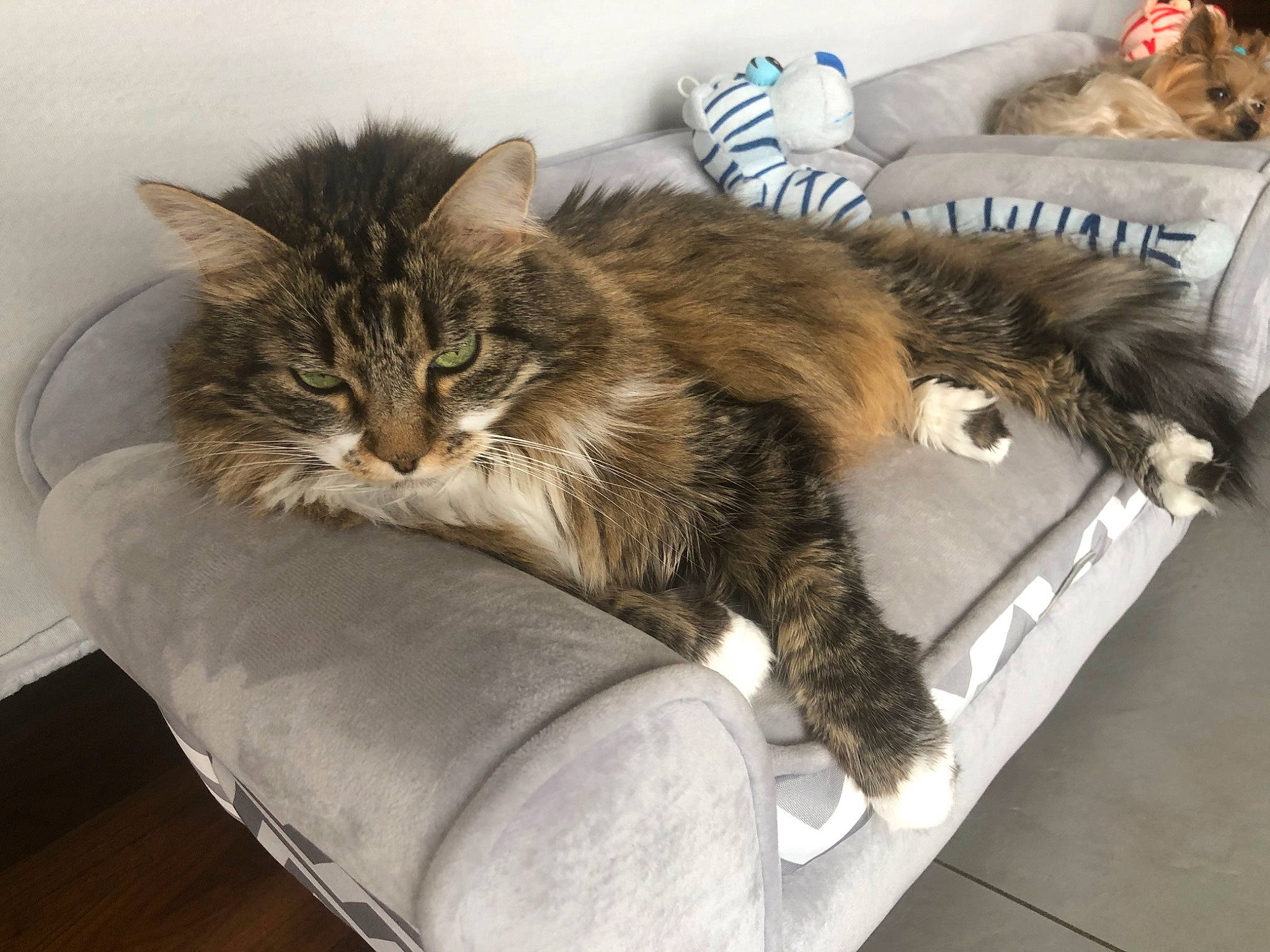 Princesse participe au concours pour gagner de l'argent avec cette photo : box, carnivore, cat, claw, comfort, couch, domestic_short_haired_cat, felidae, fur, maine_coon, nap, paw, room, sleep, small_to_medium_sized_cats, tail, terrestrial_animal, whiskers