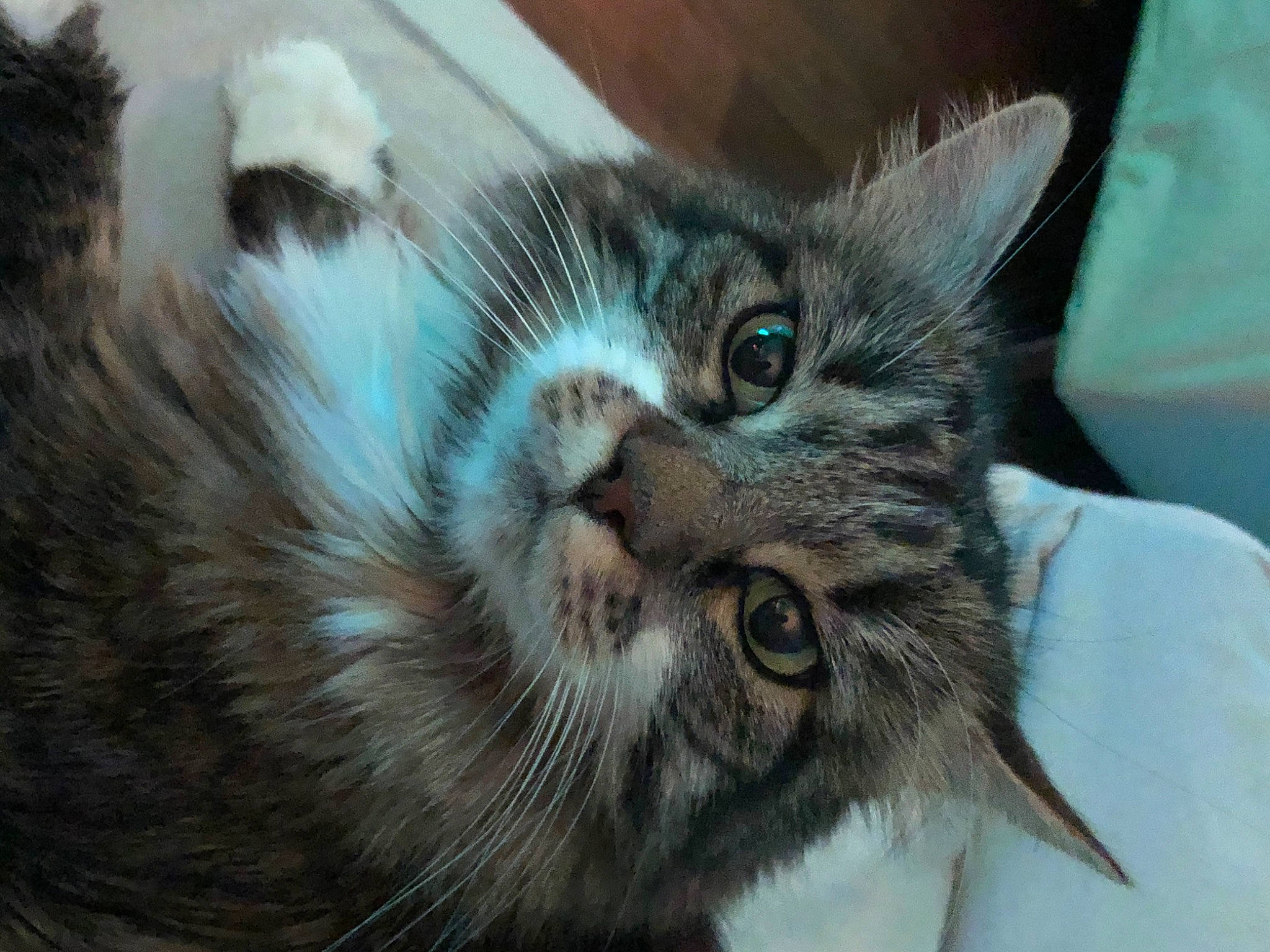 Princesse a rejoint le concours — aidez-le/la à gagner de superbes lots ! carnivore, cat, domestic_short_haired_cat, felidae, fur, paw, small_to_medium_sized_cats, snout, terrestrial_animal, whiskers