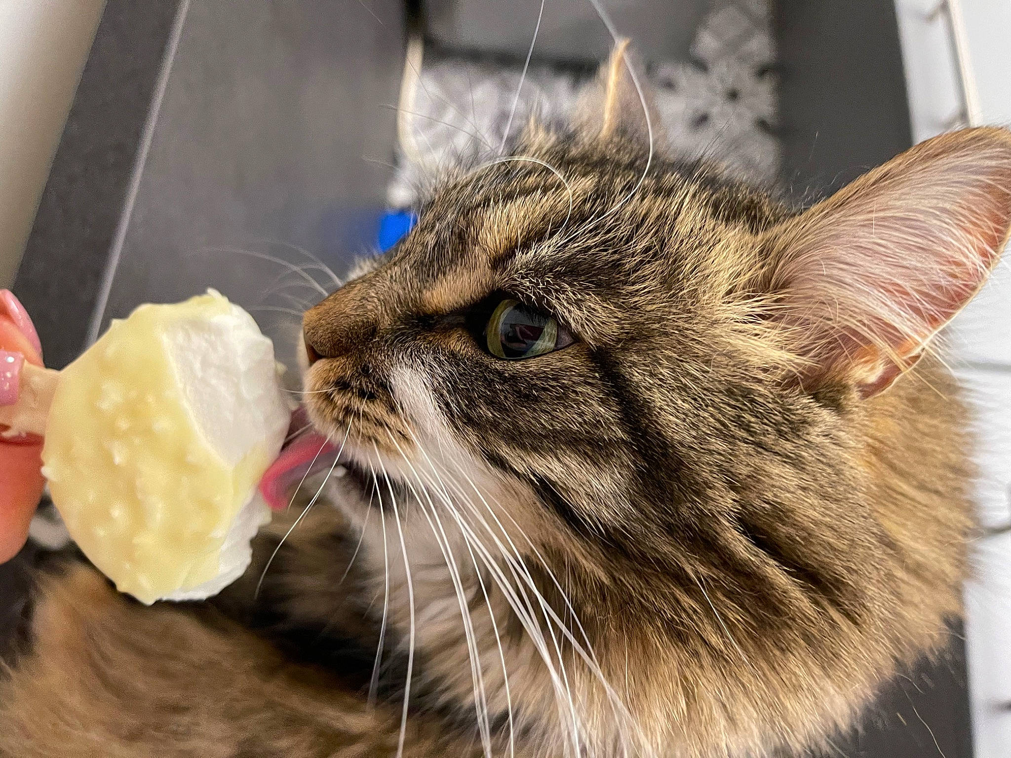 Princesse a rejoint le concours — aidez-le/la à gagner de superbes lots ! carnivore, cat, claw, comfort_food, domestic_short_haired_cat, felidae, food, fur, ingredient, paw, small_to_medium_sized_cats, snout, whiskers, window