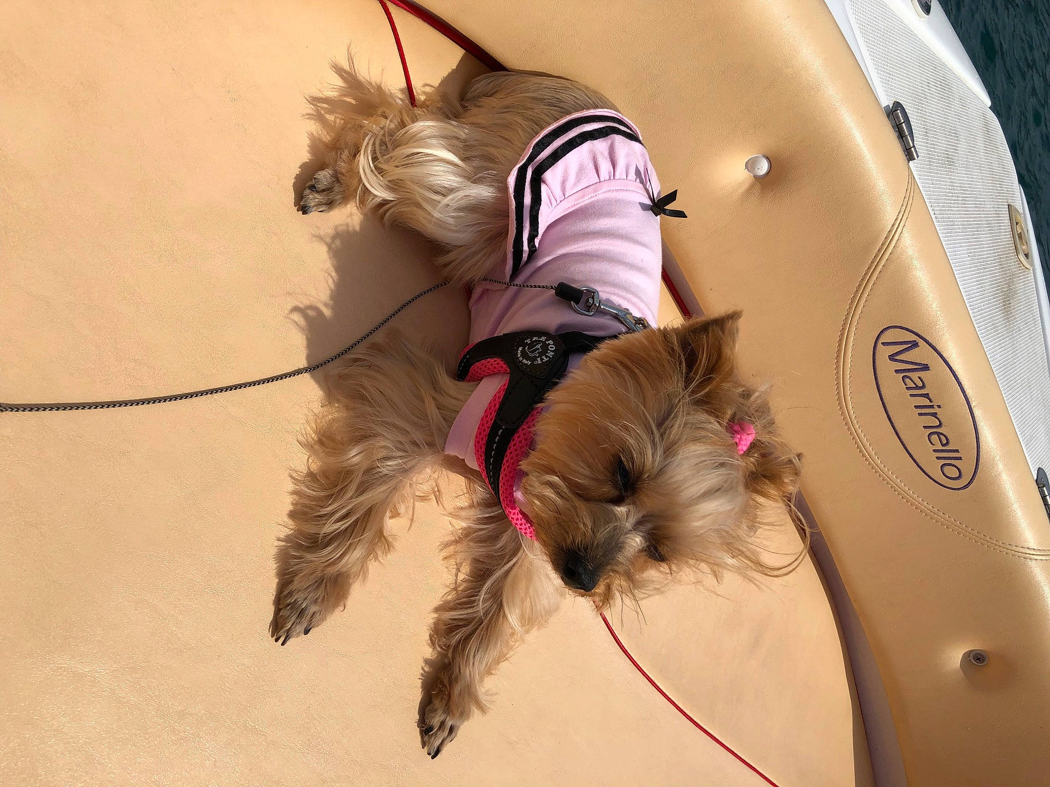 Chipie participe au concours pour gagner de l'argent avec cette photo : carnivore, collar, companion_dog, dog, dog_breed, dog_collar, dog_supply, eyewear, fashion_accessory, fawn, feather, fur, leash, liver, personal_protective_equipment, pet_supply, snout, sporting_group, whiskers, working_animal