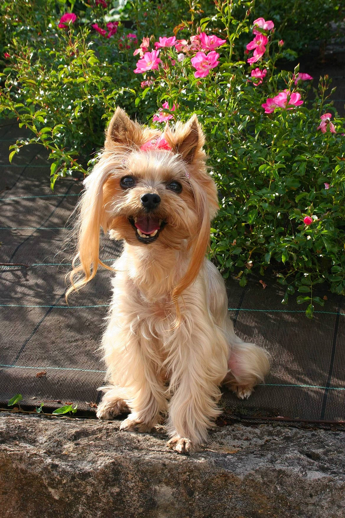 Chipie participe au concours pour gagner de l'argent avec cette photo : canidae, carnivore, collar, companion_dog, dog, dog_breed, dog_supply, fawn, flower, fur, grass, plant, portuguese_podengo, small_terrier, snout, sporting_group, terrier, toy_dog, working_terrier, yorkshire_terrier