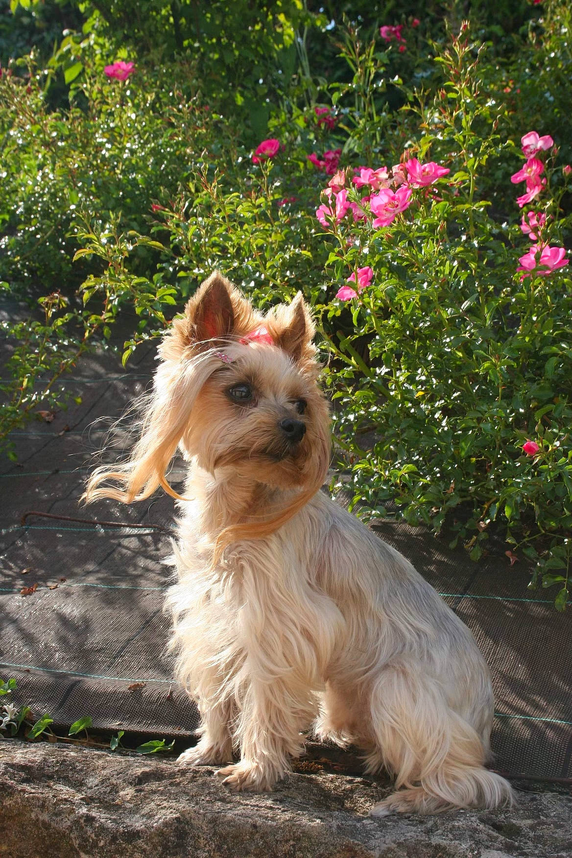 Chipie participe au concours pour gagner de l'argent avec cette photo : canidae, carnivore, collar, companion_dog, dog, dog_breed, dog_collar, dog_supply, fawn, flower, grass, plant, portuguese_podengo, small_terrier, snout, sporting_group, tail, terrier, toy_dog, yorkshire_terrier