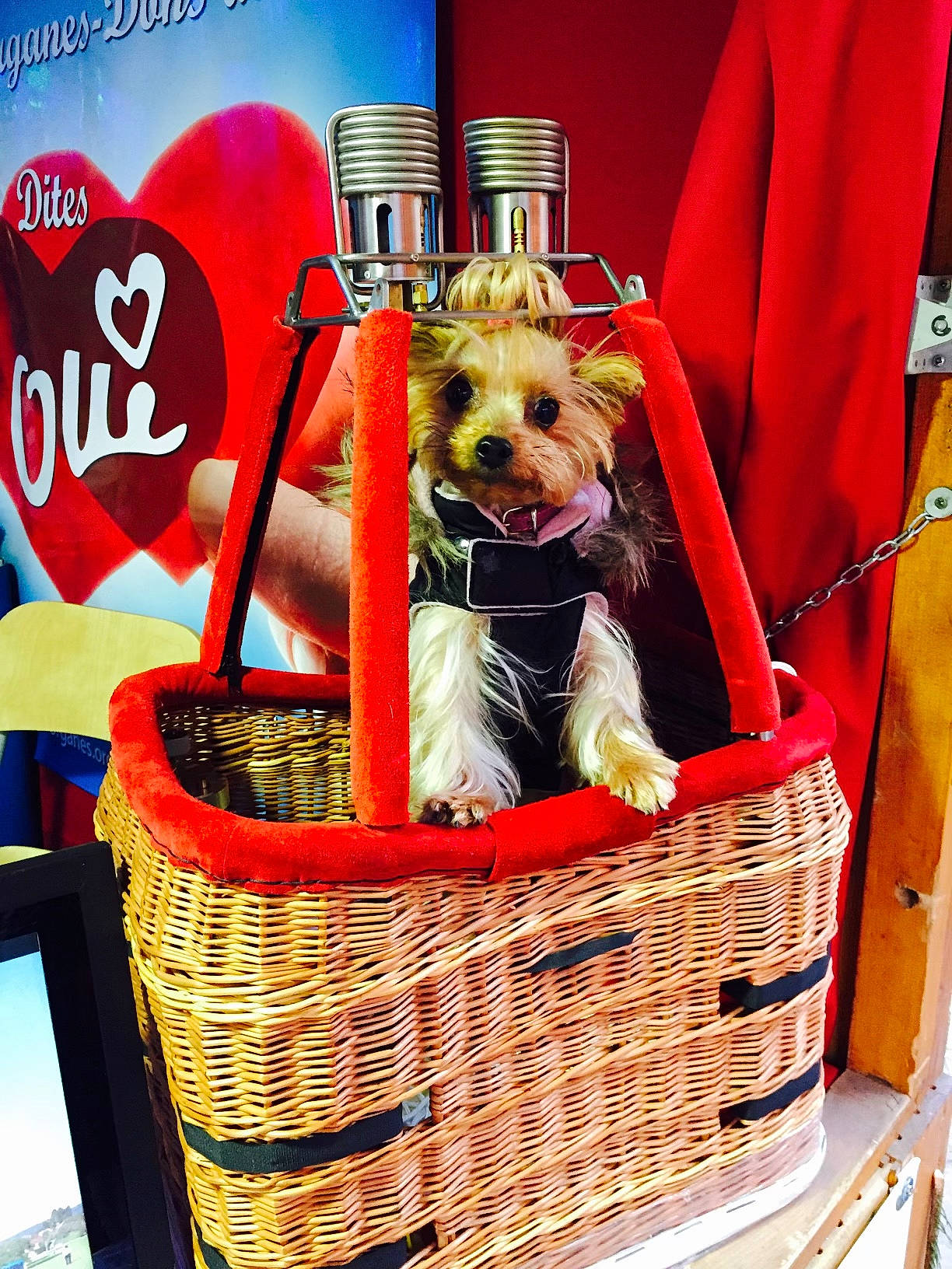 Chipie a rejoint le concours — aidez-le/la à gagner de superbes lots ! basket, canidae, carnivore, companion_dog, dog, dog_breed, dog_supply, event, fashion_accessory, fawn, hamper, home_accessories, pet_supply, picnic_basket, product, sporting_group, storage_basket, toy_dog, wicker, working_animal