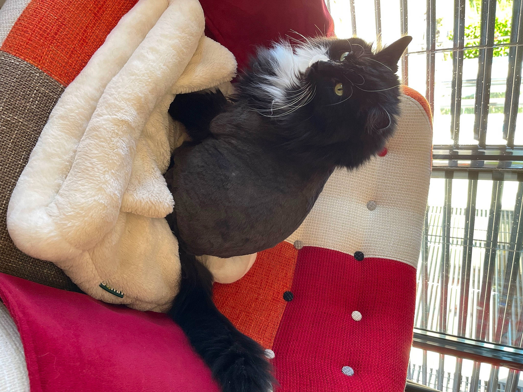 Réglisse participe au concours pour gagner de l'argent avec cette photo : black_cat, carmine, carnivore, cat, claw, comfort, companion_dog, domestic_short_haired_cat, felidae, fence, foot, fur, gesture, pattern, paw, pet_supply, small_to_medium_sized_cats, tail, textile, whiskers