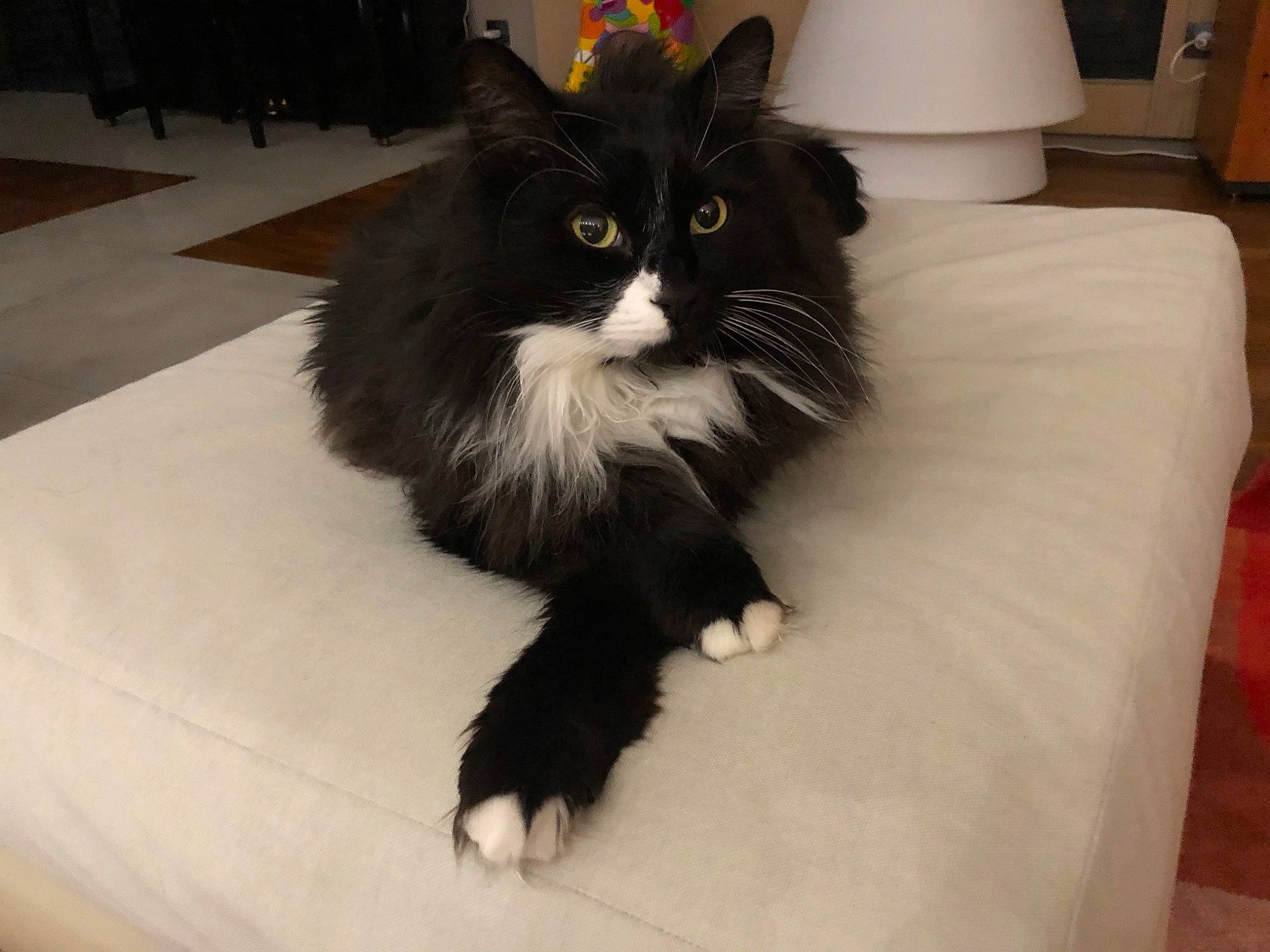 Réglisse a rejoint le concours — aidez-le/la à gagner de superbes lots ! black_cat, carnivore, cat, claw, comfort, domestic_short_haired_cat, felidae, flooring, fur, hardwood, monochrome_photography, paw, room, sitting, small_to_medium_sized_cats, snout, tail, terrestrial_animal, whiskers, wood